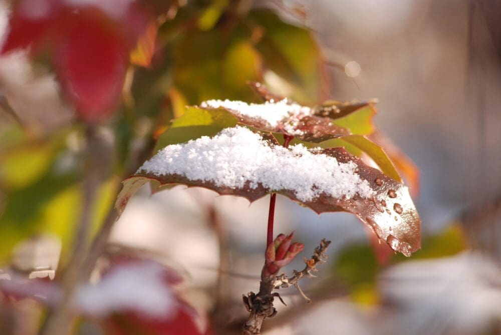 Snow on a leaf
