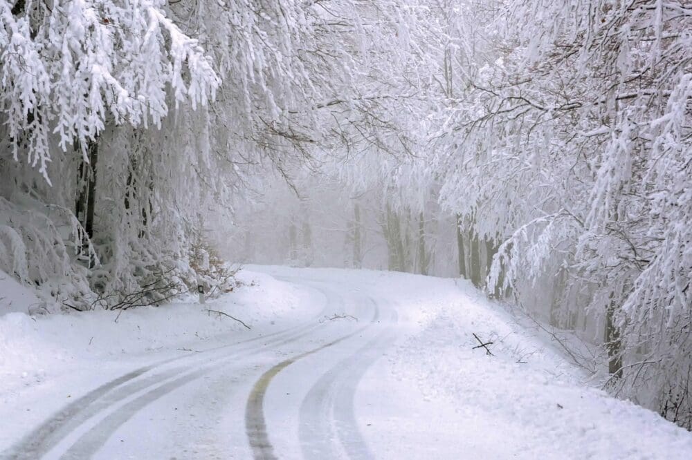 A snowy tree-lined road